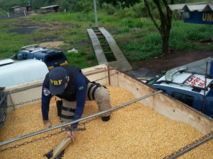 PRF faz a maior apreensão de maconha da história